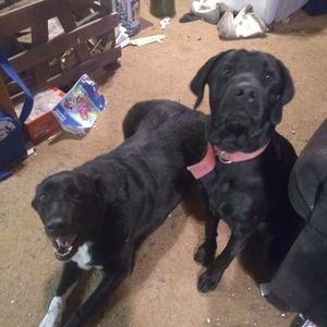 Meet your Posher, Swazy